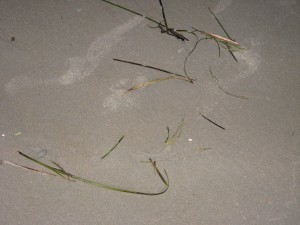 Silent Seaweed